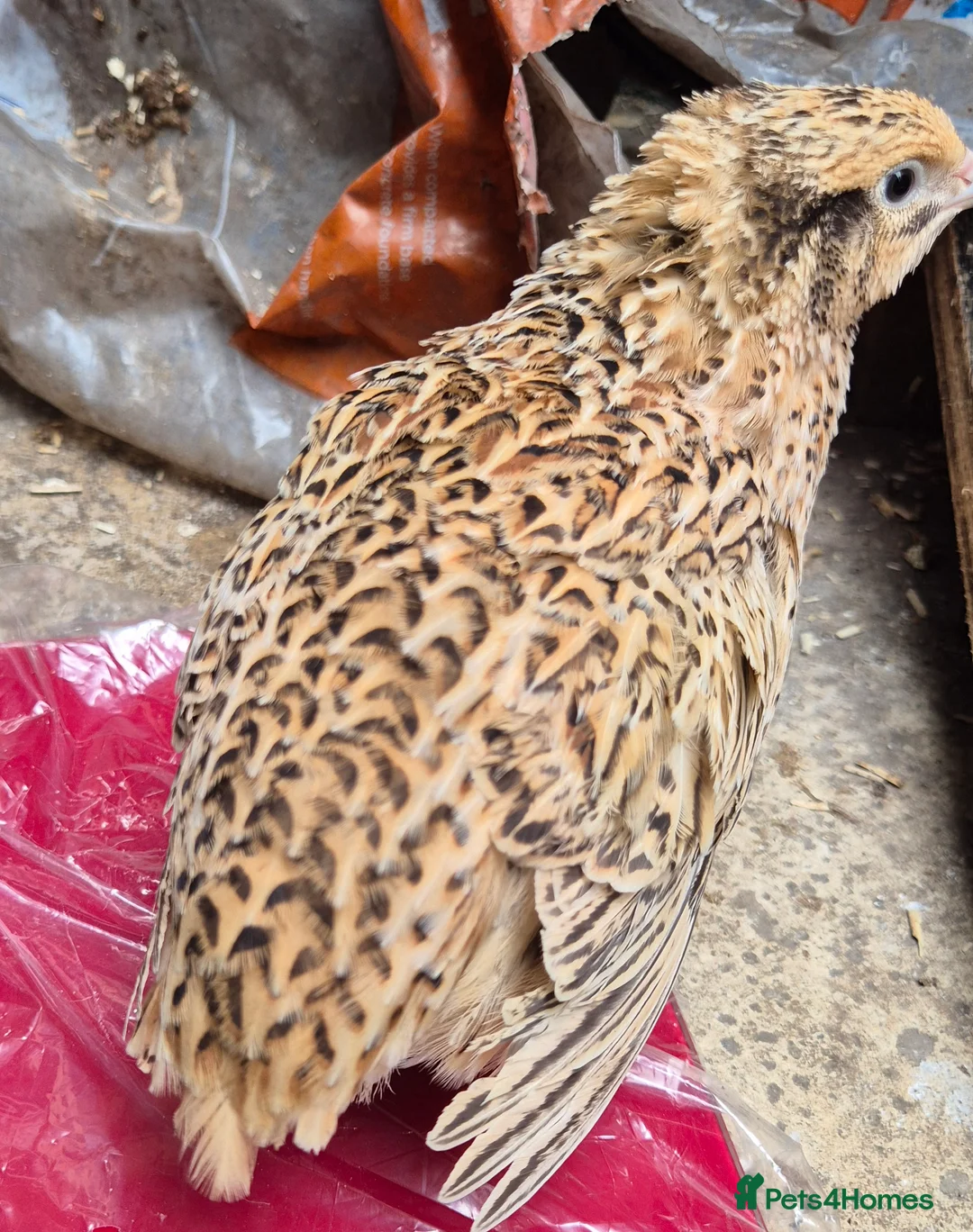 Quail poultry for sale: Jumbo quail hens and hatching eggs available  - Advert 2