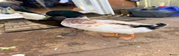 Ducks poultry for sale: Indian runner ducks in Market Drayton - Advert 11