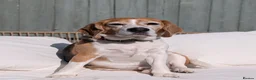 Beagle dogs for sale: Beagle Male age 5 - Advert 2