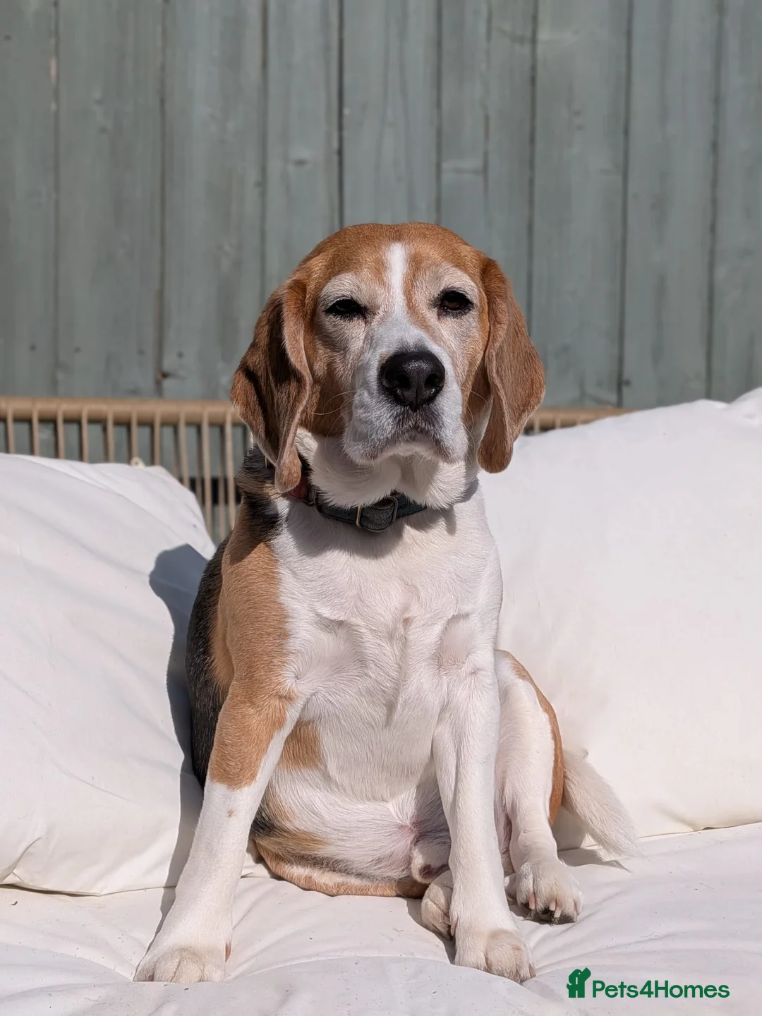 Beagle dogs for sale: Beagle Male age 5 - Advert 2