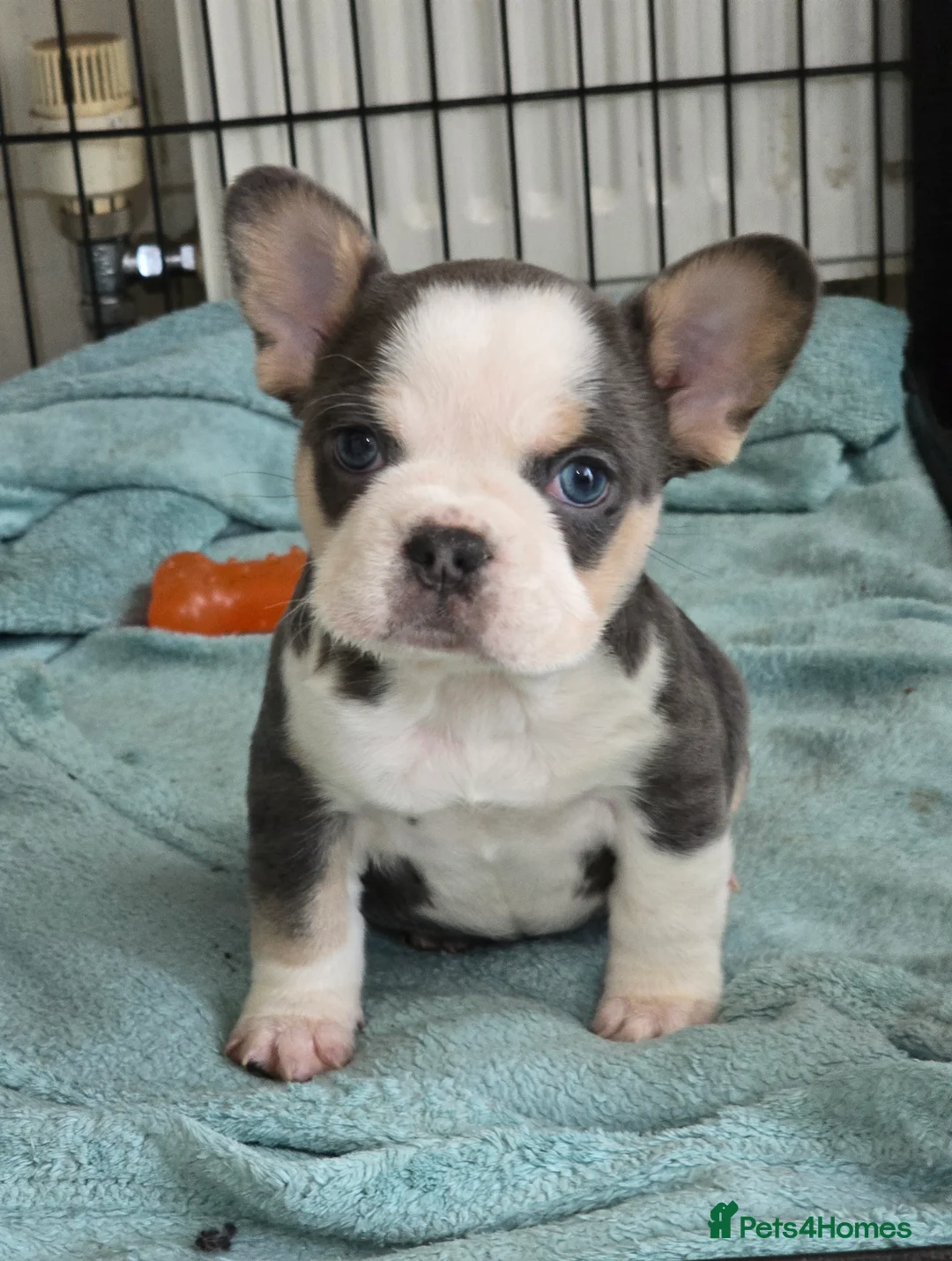 French Bulldog dogs for sale: Beautiful Frenchie Pups Available  - Advert 14