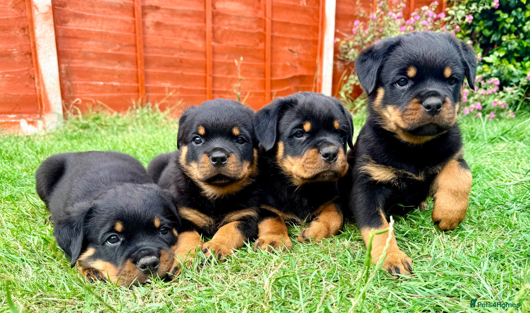 Rottweiler dogs Beautiful Rottweiler Puppies  - Advert 2