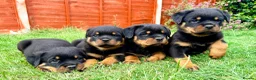 Rottweiler dogs for sale: Beautiful Rottweiler Puppies  in Chessington - Advert 2