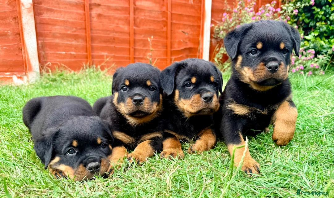 Rottweiler dogs for sale: Beautiful Rottweiler Puppies  in Chessington - Advert 2