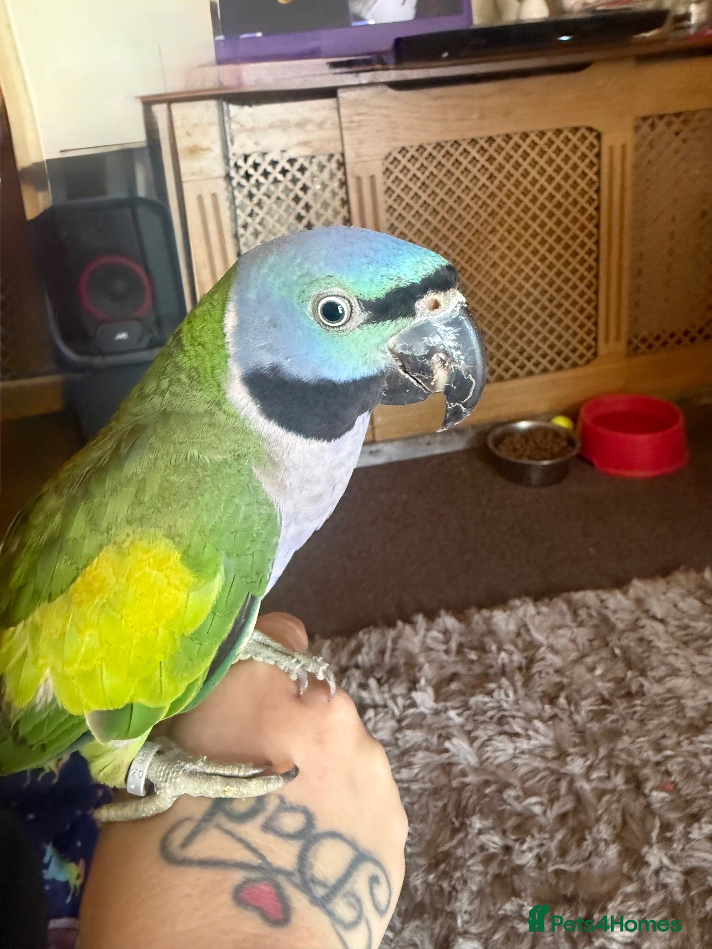Parakeets birds Female Lord Derbyran (semi tame) - Advert 1