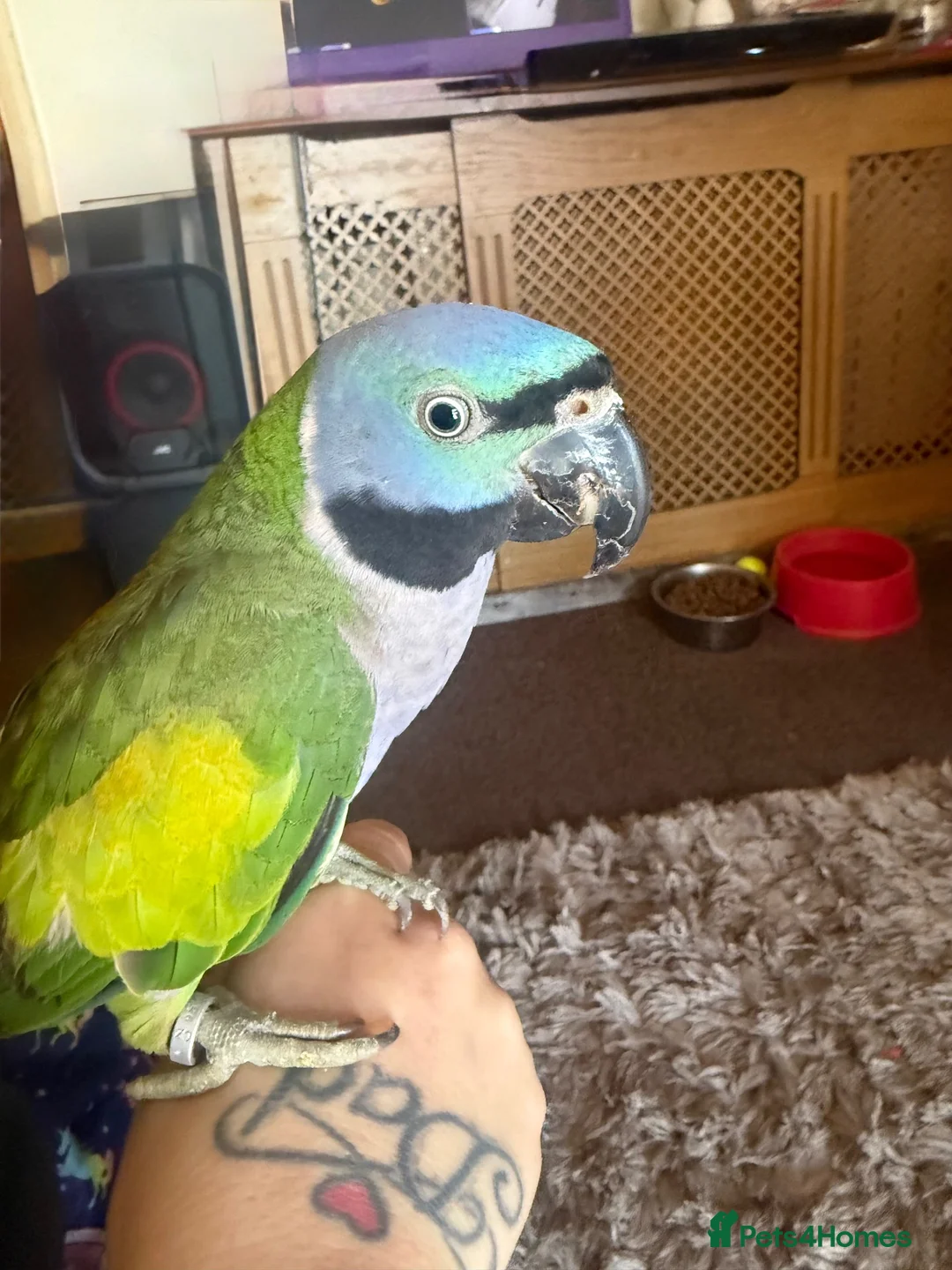 Parakeets birds for sale: Female Lord Derbyran (semi tame) in Aylesbury - Advert 1