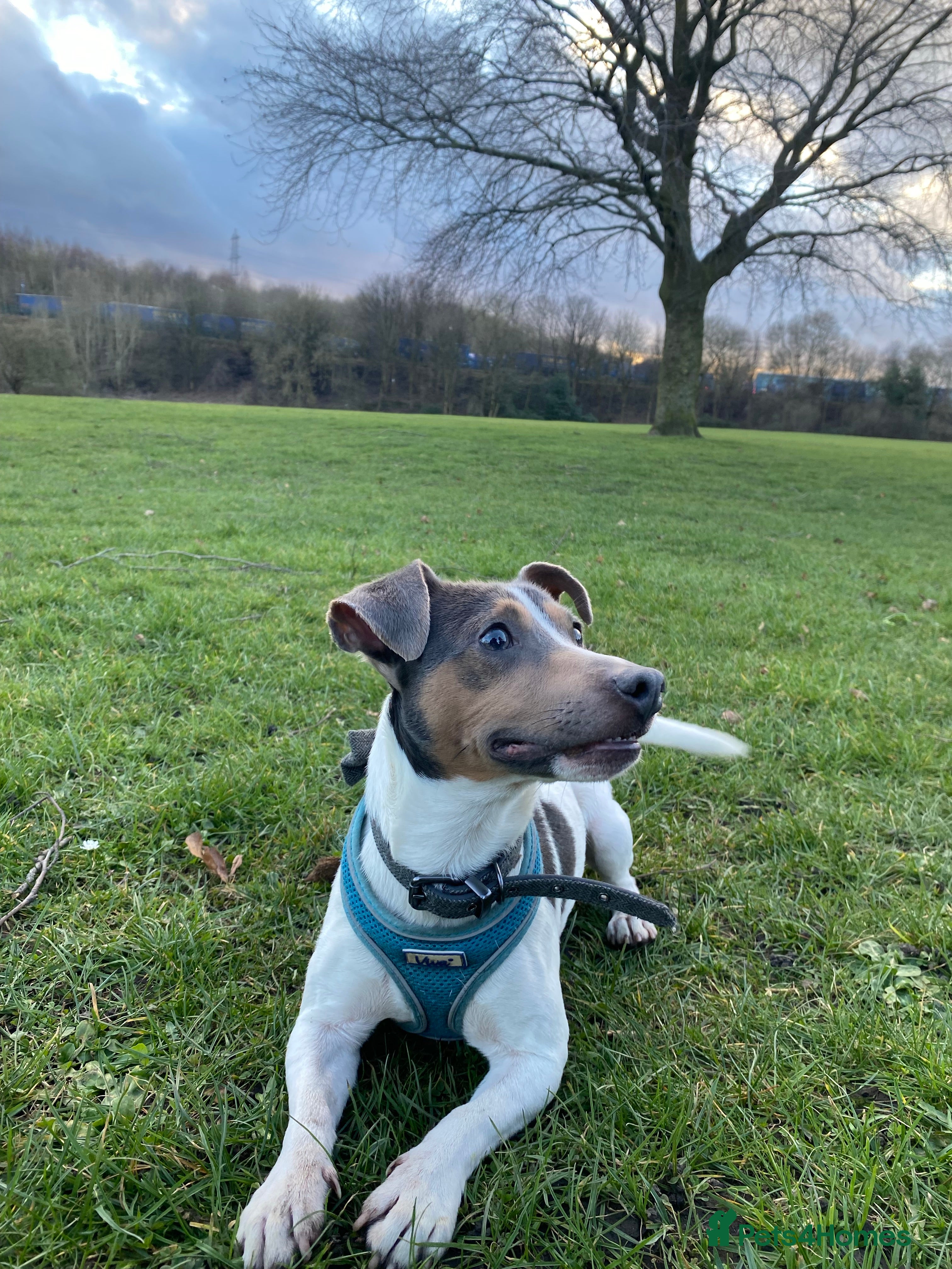 Jack Russell dogs Blue tri carrying chocolate miniature Jack Russell in Bradford - Advert 2
