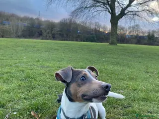 Jack Russell dogs Blue tri carrying chocolate miniature Jack Russell in Bradford - Advert 15