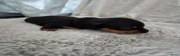Miniature Dachshund dogs for sale: 3 beautiful male miniature daschunds avaliabke in Plymouth - Advert 8