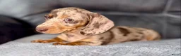 Miniature Dachshund dogs for sale: Beautiful Dapple Dachshund Puppies – Leo & Nala - Advert 4