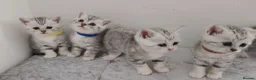 British Shorthair cats for sale: 🏆 Silver British Shorthairs pedigree 🏆  - Advert 19