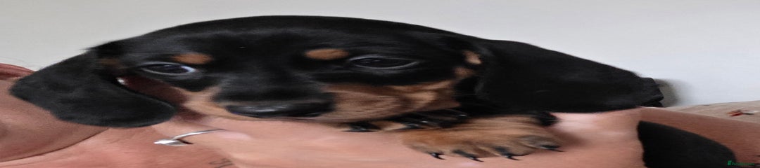 Miniature Dachshund Puppy 1