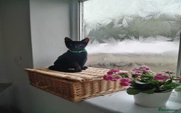 Mixed Breed cats for sale: Kittens  - Image 10