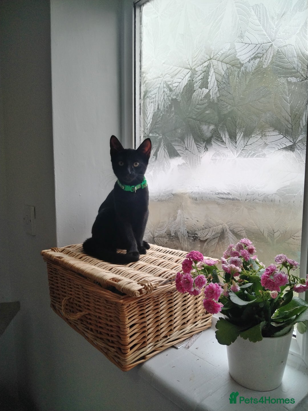 Mixed Breed cats for sale: Kittens  - Image 10