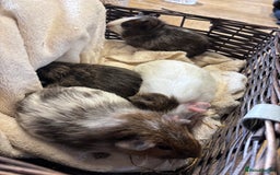 Guinea Pig rodents for sale: Beautiful baby male guinea pigs  - Image 5