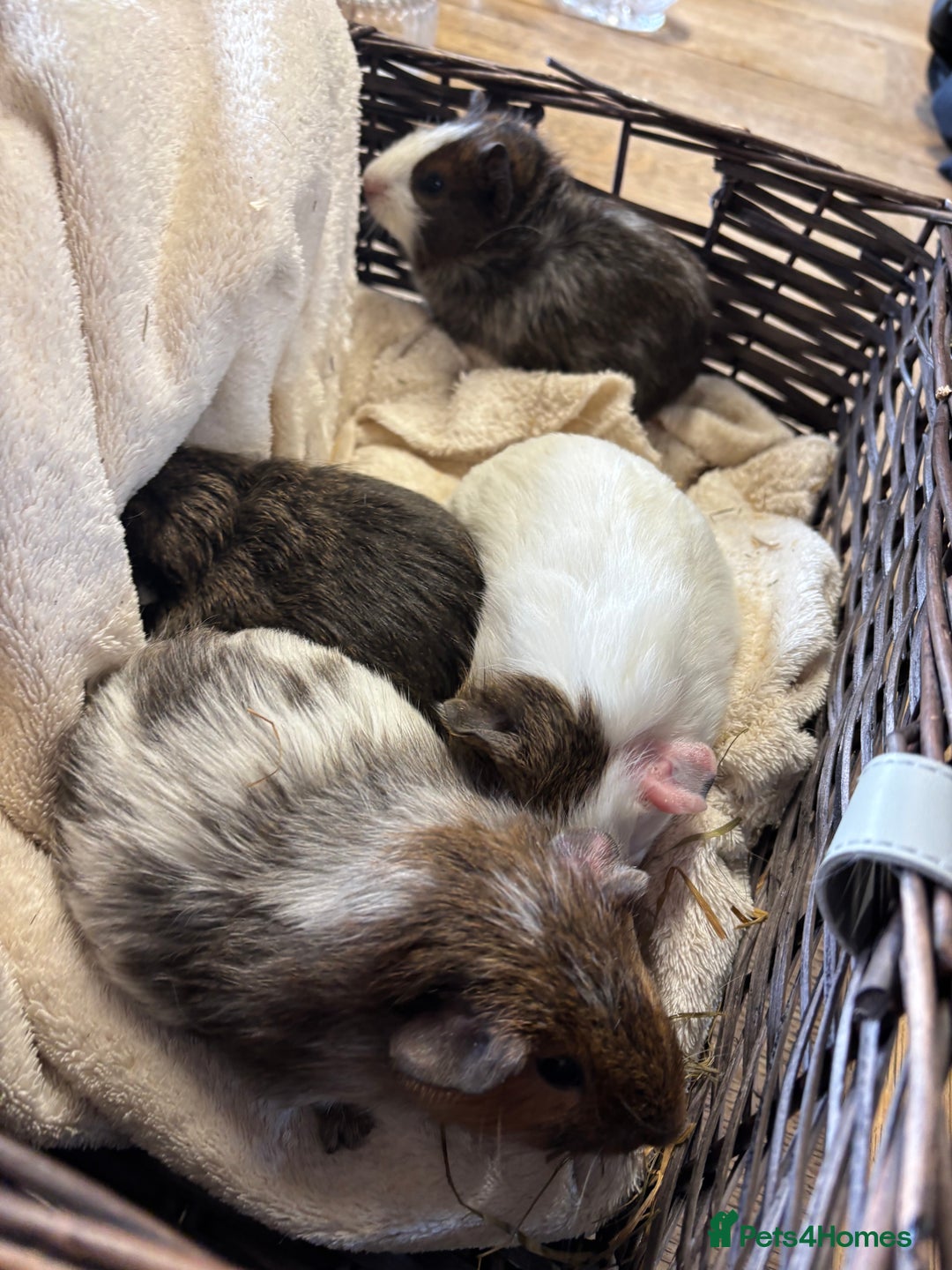 Guinea Pig rodents for sale: Beautiful baby male guinea pigs  - Image 5