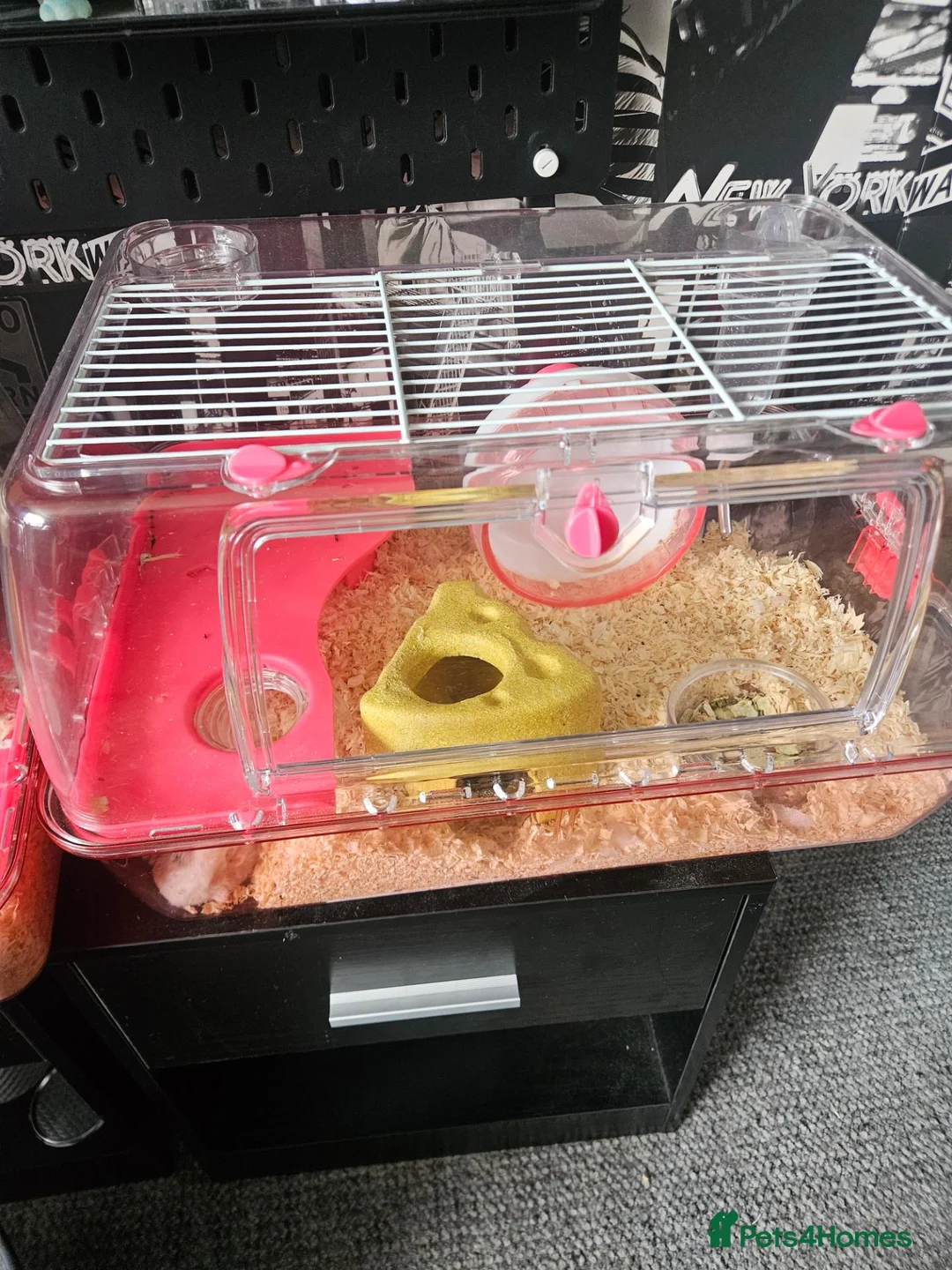 Hamster rodents for sale: 2 hamsters 1 Russian dwarf 1 roborovski - Advert 4