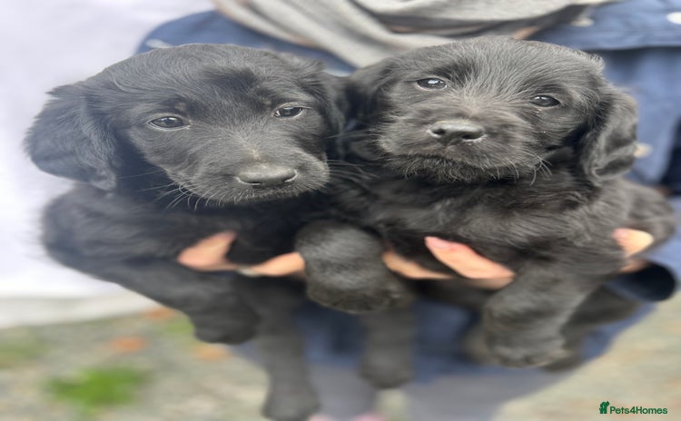 Labradoodle dogs - Advert 3