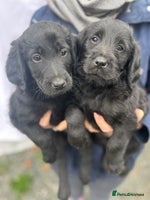 Labradoodle dogs - Advert 10