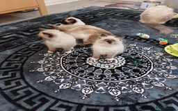 Ragdoll cats for sale: Beautiful adorable Ragdoll kittens.  - Image 11
