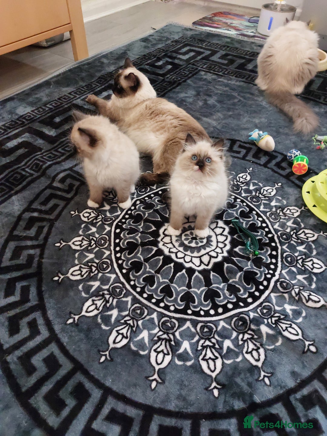 Ragdoll cats for sale: Beautiful adorable Ragdoll kittens.  - Image 11