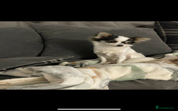 Pomchi dogs for sale: Pomchi puppie for sale - Image 3