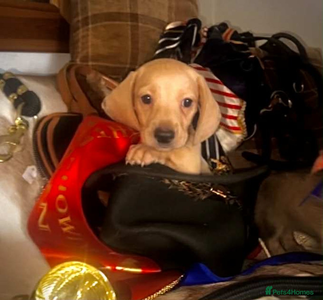 Miniature Dachshund dogs for sale: Pra clear mini smooth dachshund  - Image 9