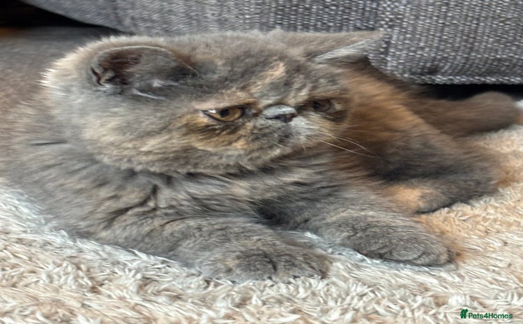 Persian cats - Advert 7