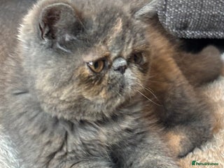 Persian cats - Advert 6