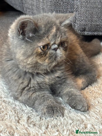 Persian cats - Advert 7