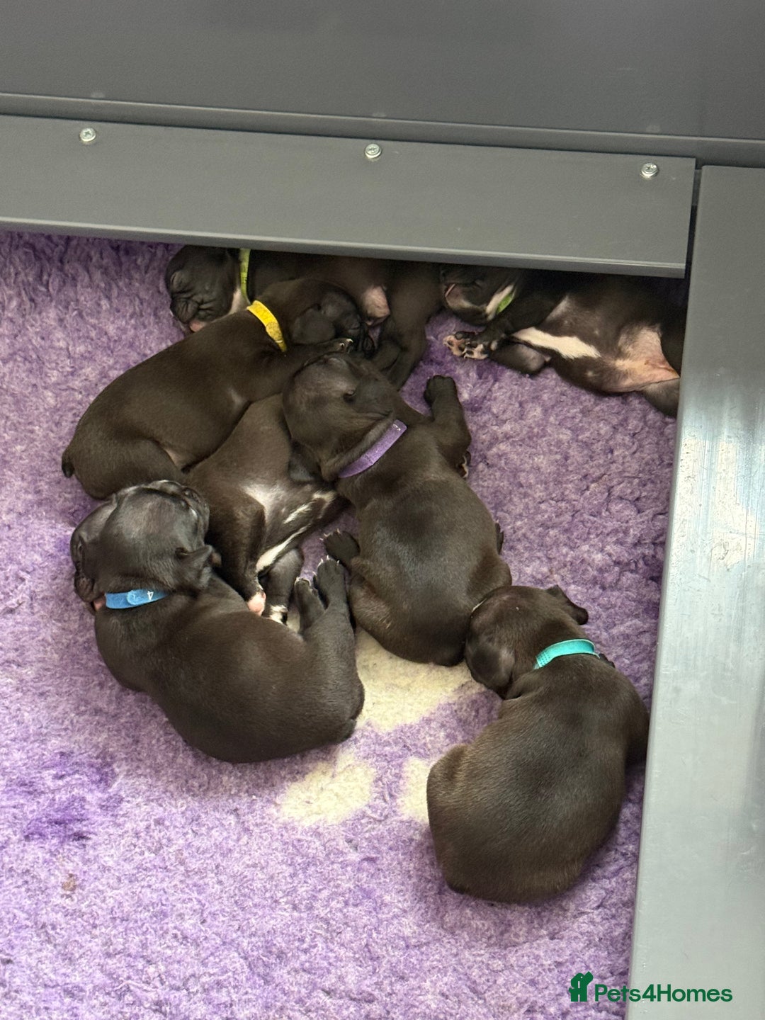 Mixed Breed dogs for sale: Frenchtons - Boston Terrier x Frenchie - Image 10