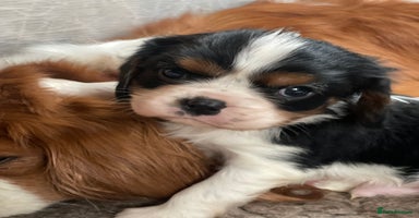 Cavalier King Charles Spaniel dogs Adorable Quality Cavalier puppies  - Advert 16