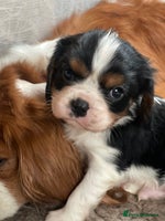 Cavalier King Charles Spaniel dogs Adorable Quality Cavalier puppies - Advert 16