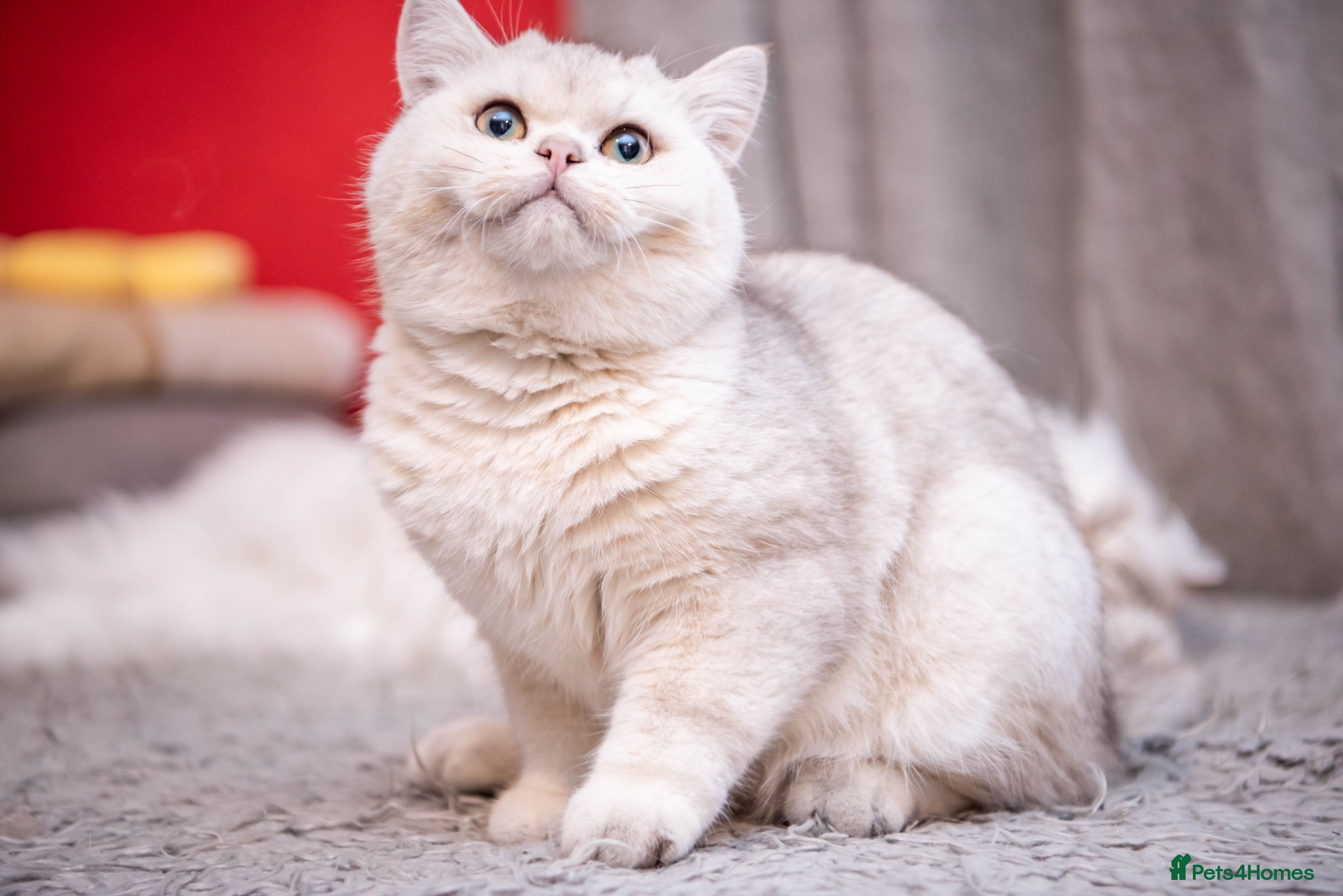 British Shorthair cats ❤ British Short Hair Active Stud ❤ Champion ❤ in Doncaster - Advert 18