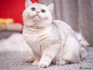 British Shorthair cats ❤ British Short Hair Active Stud ❤ Champion ❤ in Doncaster - Advert 6