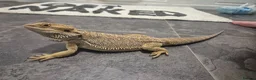 Bearded Dragon reptiles for sale: Rango the bearded dragon - Advert 3