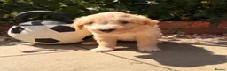 Australian Labradoodle dogs for sale: Australian double doodle puppies  - Advert 12