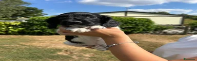 Black & White Dog