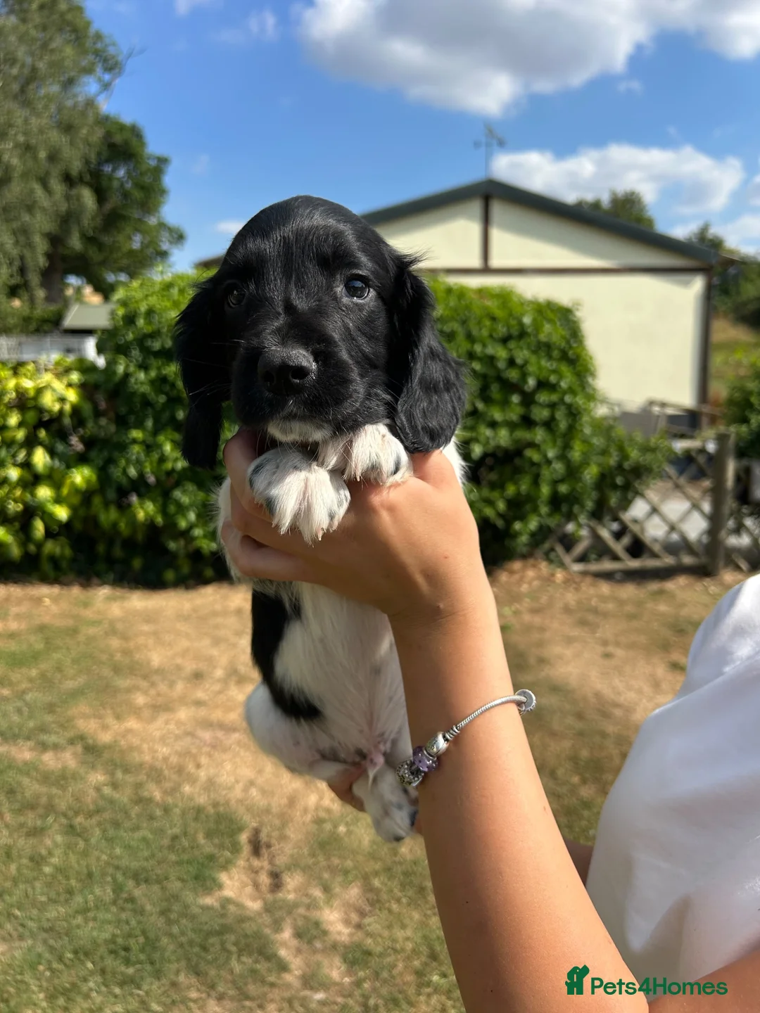 English Springer Spaniel dogs for sale: KC Working Springer Springer Puppies - Advert 19