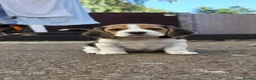 Beagle dogs for sale: 🐾Beautiful Beagle Puppies For Sale!🐶💕 - Advert 12