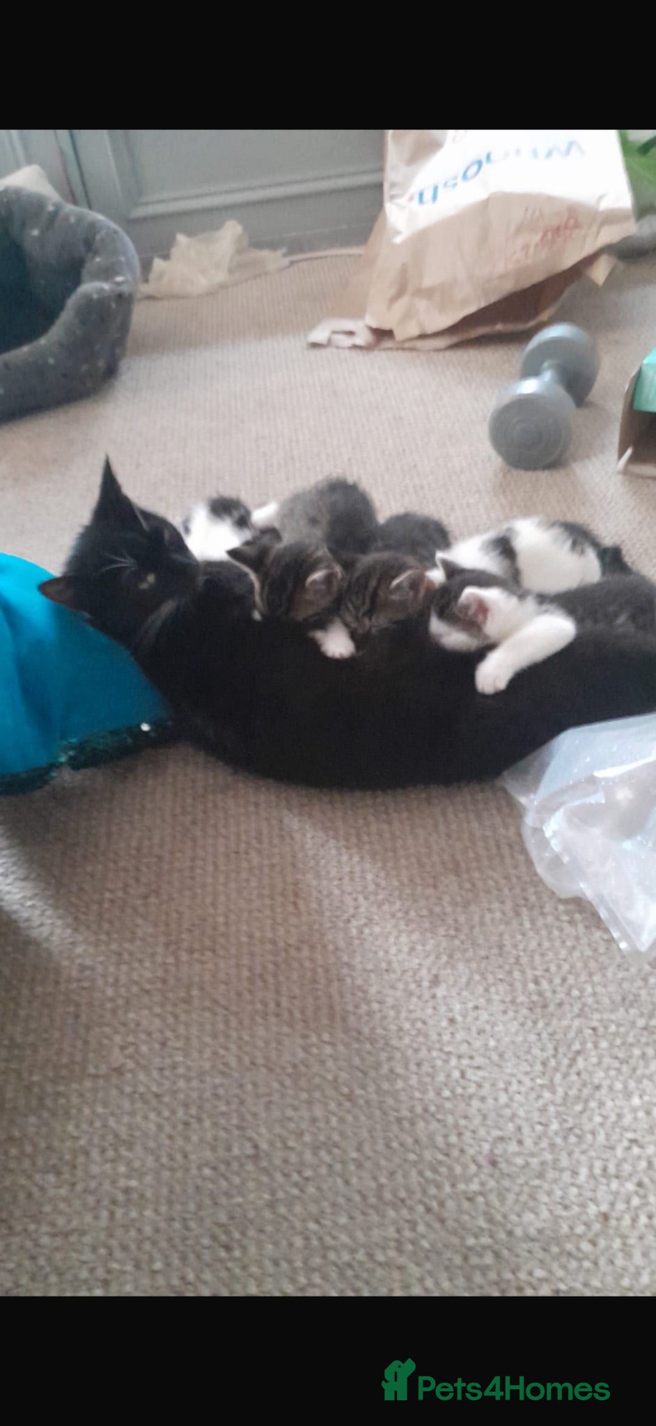 Mixed Breed cats Beautiful kittens for sale  - Advert 16