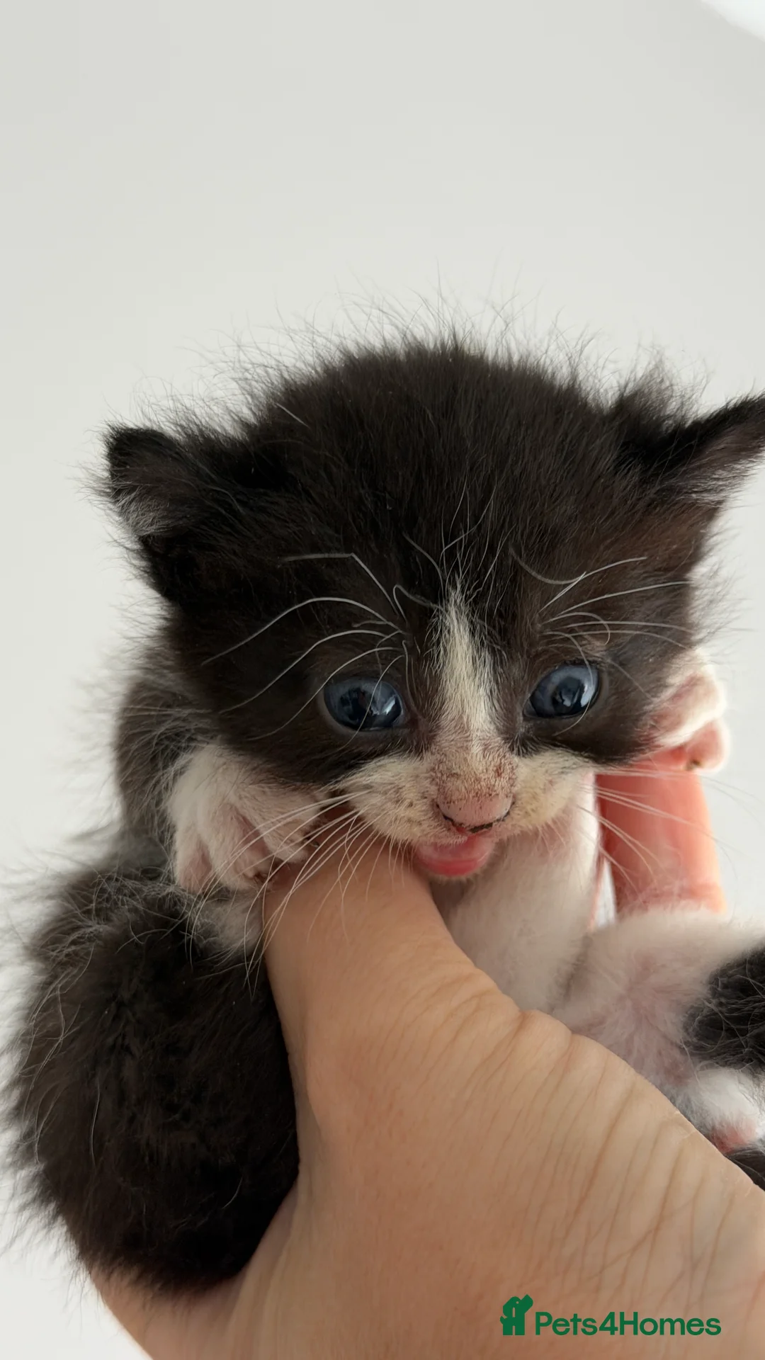 Mixed Breed cats for sale: Beautiful Kittens Looking for Their Forever Homes in Bilston - Advert 2