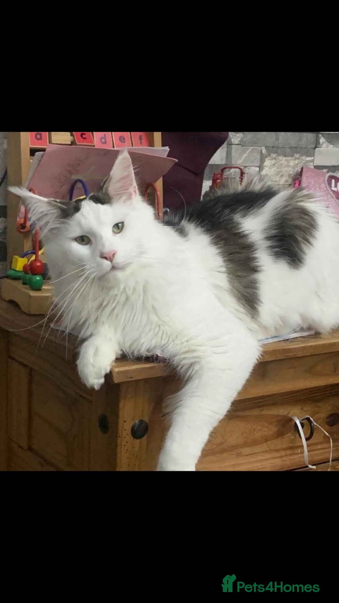 Maine Coon cats for sale: GCCF 2x Male Tuxedo Maine Coons Ready to Reseverve - Advert 8