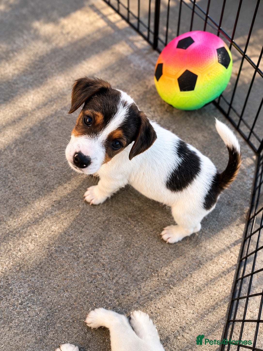 Jack Russell dogs Jack Russell's for sale - Advert 14