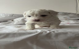 Bichon Frise dogs for sale:  bichon puppies for sale  - Image 6