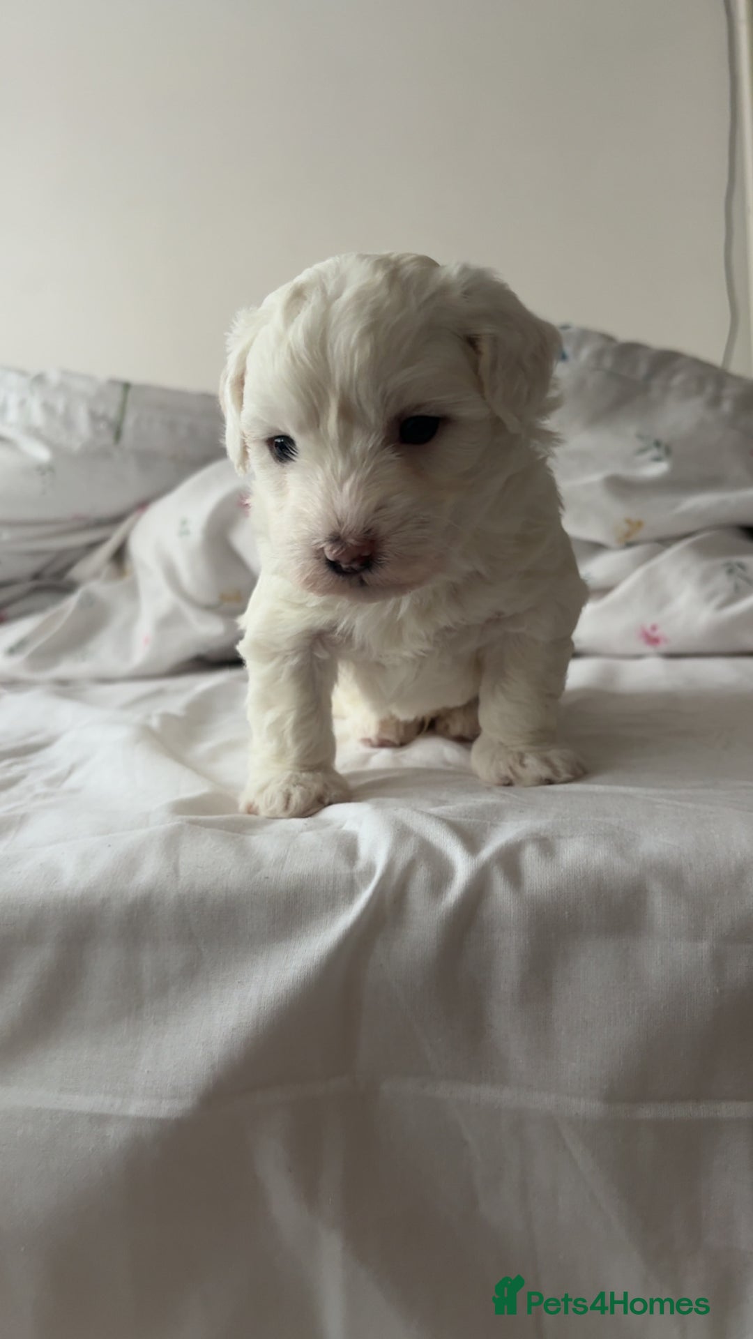 Bichon Frise dogs for sale:  bichon puppies for sale  - Image 6