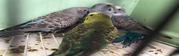 Budgerigars birds for sale: Black Wings budgies, possible split to bw/bf - Advert 11