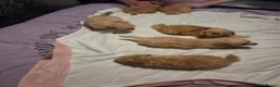 Chipoo dogs for sale: Miniature poodles x long hair chihuahuas  in Leicester - Advert 7