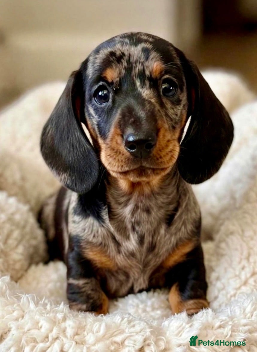 Dachshund dogs Gorgeous miniature dachshund puppies  - Advert 1