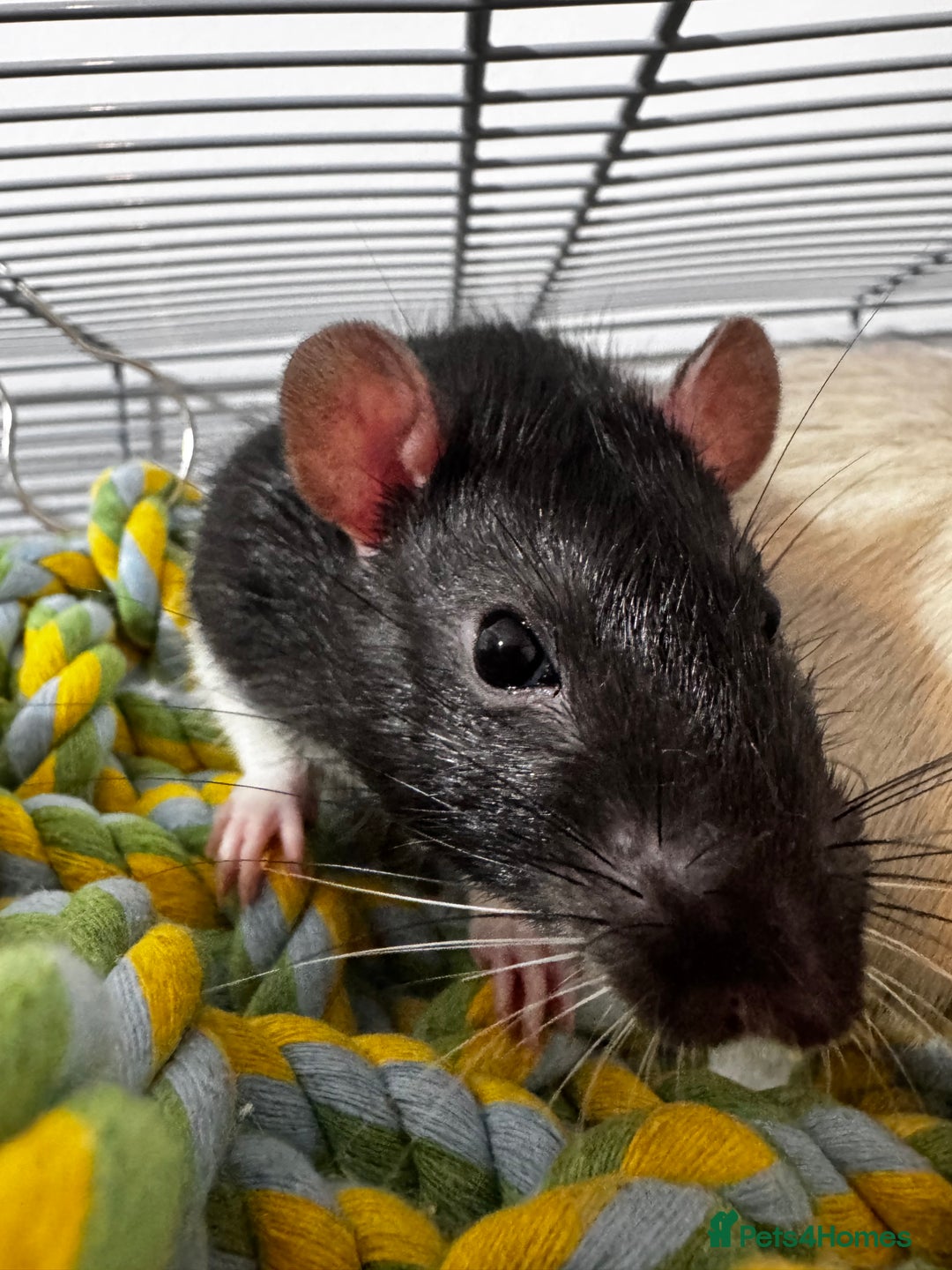 Rat rodents for sale: looking for forever home - Image 4